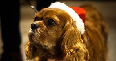 Deadly festive treats that could harm your dog - and what to offer them instead - mirror.co.uk