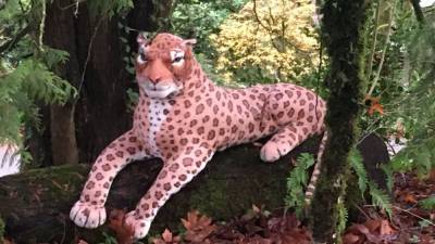 Deputies respond to cheetah sighting in Oregon that turned out to be stuffed animal - fox29.com - state Oregon - county Green - city Portland, state Oregon - county Multnomah