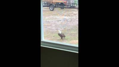 Christmas Star - Rare sight: Bald eagle struts across Orange County backyard - clickorlando.com - county Orange