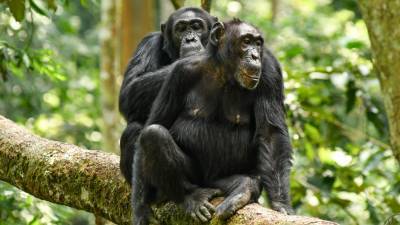 Even as young adults, male chimps are ‘mama’s boys’ - sciencemag.org - county Park - Uganda - county Isabella