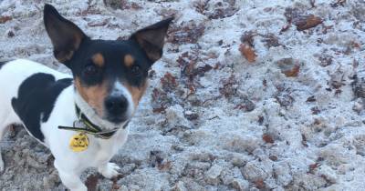 Jack Russell - Rescue dog finds new home in time for Christmas after spending nearly a year at Dogs Trust West Calder - dailyrecord.co.uk