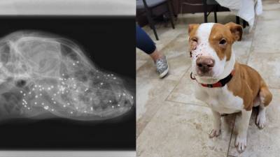 Puppy shot in face recovering at SPCA of Brevard - fox29.com - China - state Florida - county Brevard