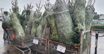 B&Q slash price of real Christmas trees to just 1p - dailyrecord.co.uk - Britain