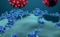 Two studies find that COVID-19 antibodies last 8 months - cidrap.umn.edu - South Korea - Australia