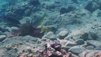 Researchers observe Red Sea octopuses ‘punching’ fish that compete for food - globalnews.ca - Portugal - city Lisbon, Portugal