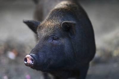 Feral pigs flummox Puerto Rico, infiltrate communities - clickorlando.com - Puerto Rico - county San Juan - Vietnam