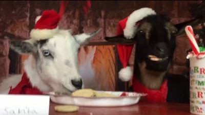 2 mischievous goats eat cookies meant for Santa - fox29.com - state Tennessee - city Santa