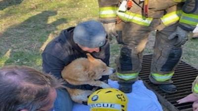 Crews in Westtown Township rescue missing senior corgi from storm drain - fox29.com - county Chester