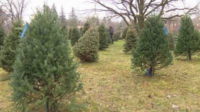 Delaware encourages recycling used Christmas trees - fox29.com - state Delaware