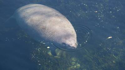 Florida likely to end 2020 with more manatee deaths than usual - clickorlando.com - state Florida