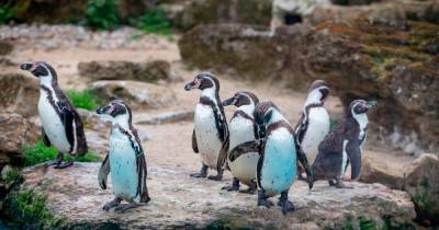 Chessington Zoo reopens to the public despite being in a Tier 4 coronavirus area - mirror.co.uk