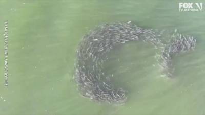 Video: Sharks attack school of fish off New York City beach - fox29.com