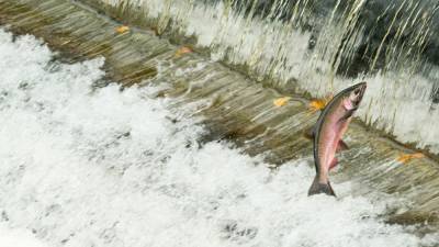 Common tire chemical implicated in mysterious deaths of at-risk salmon - sciencemag.org