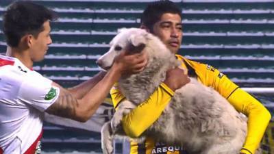 Raúl Castro - Soccer player adopts stray dog who took to field during match in Bolivia - fox29.com - Bolivia - county La Paz