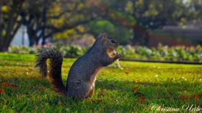 Serial squirrel: Neighbors keep eye out for fierce rodent after repeated attacks - clickorlando.com - New York - state Florida