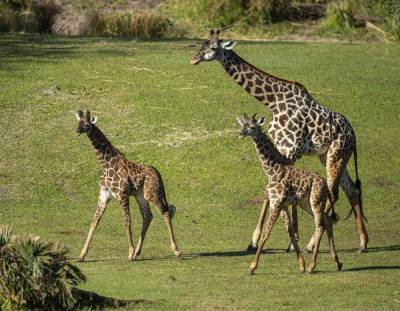Disney’s Animal Kingdom welcomes pair of Masai giraffe calves to savanna - clickorlando.com