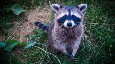 Raccoon tests positive for rabies in Marion County - clickorlando.com - state Florida - county Marion