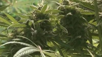 Phil Murphy - Murphy, NJ lawmakers say they reached deal on cannabis bill - fox29.com - state New Jersey