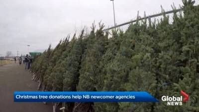 New Brunswick Christmas tree sale supports newcomer agencies - globalnews.ca - county Ontario - city New Brunswick