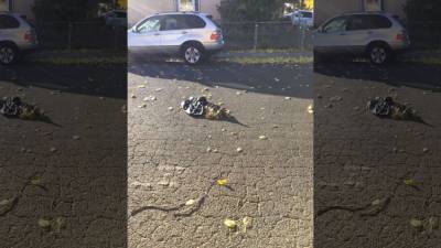Vallejo resident finds 3 dead dogs in separate bags on street - fox29.com