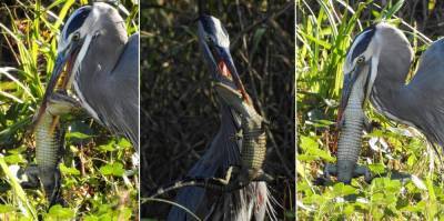 Chuck Yeager - Nature caught on camera: Frame-by-frame photos show heron devouring alligator - clickorlando.com - state Florida
