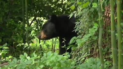Hunters kill 22 on first day of New Jersey's black bear hunt - fox29.com - state New Jersey