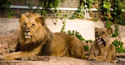 Lions test positive for Covid-19 in Barcelona Zoo in second case in large cats - dailystar.co.uk