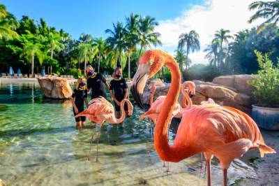 Mingle with flamingos: Discovery Cove introduces new experience - clickorlando.com