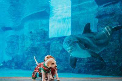 Finned, furry, and human: Clearwater Marine Aquarium to celebrate rescue days - clickorlando.com - state Florida - county Clearwater