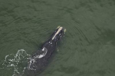 Chuck Yeager - First right whale calves of season spotted off Florida and Georgia coasts - clickorlando.com - state Florida - county Island - county Cumberland - Georgia - county St. Johns