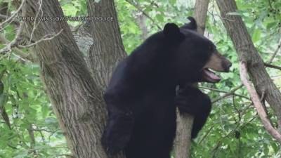 Bear spotted roaming in Winslow Township - fox29.com - Washington - state New Jersey - county Monroe - city Winslow