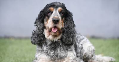 Meet Greater Manchester's top hero dog of lockdown - Hattie the Cocker Spaniel - manchestereveningnews.co.uk - city Manchester