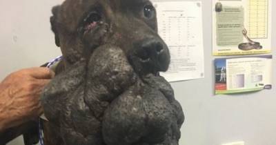 Dog left with massive untreated face tumour forced to be put down by vets - dailystar.co.uk - Britain - Australia