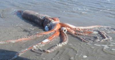 Beachgoers 'astounded' after finding 31st giant squid washed up on shore - dailystar.co.uk - county Bay - South Africa