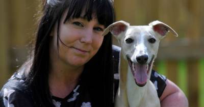 Meet Scotland's top hero dog of lockdown - Olly the wonder whippet - dailyrecord.co.uk - Britain - Scotland