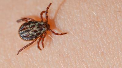 Tick-borne disease with symptoms similar to COVID-19 on the rise in New York state - fox29.com - New York - state New York - state Health