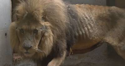 Emaciated lion with teeth and claws pulled out is rescued from evil French circus - dailystar.co.uk - France