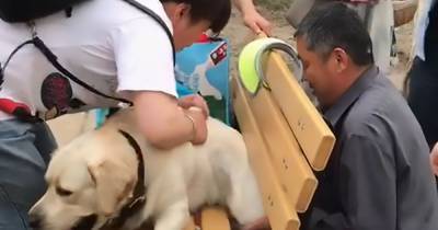 Retired and overweight police dog rescued after getting bum stuck in park bench - dailystar.co.uk - China