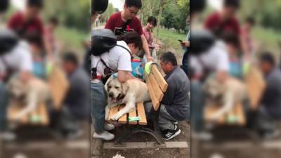 Retired police dog rescued after getting stuck in park bench - fox29.com - China - city Beijing, China