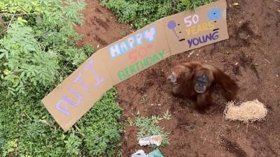 Australian zoo celebrates orangutan’s 50th birthday with snacks and giant banner - fox29.com - Australia