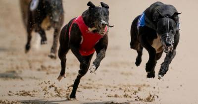 UK's top dogs return to Towcester for historic first racing since 2018 - mirror.co.uk - Britain - city Sharon