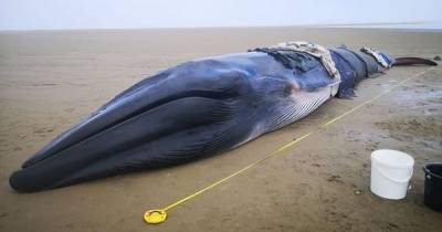 Tragedy as whale weighing 14 tonnes dies despite huge rescue effort on UK beach - mirror.co.uk - Britain
