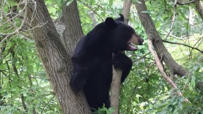Black bear spotted in Bucks County as sightings continue across region - fox29.com - state Delaware - county Bucks
