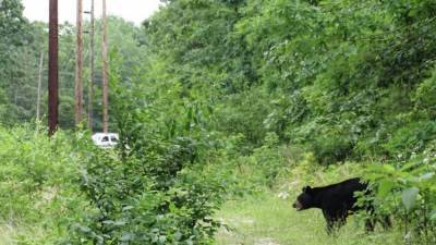 Bear Watch: Here's where bears have been spotted in the Delaware Valley - fox29.com - state New Jersey - state Delaware