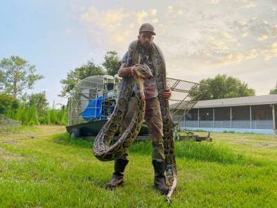 17 foot python caught in Florida Everglades - clickorlando.com - state Florida