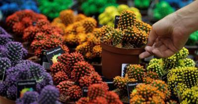 45th annual Dundas Cactus Festival cancelled amid COVID-19 pandemic - globalnews.ca