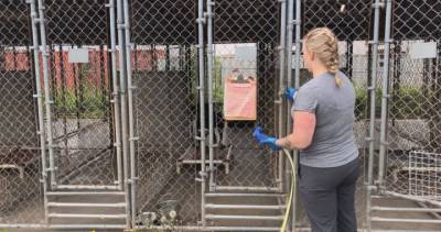 N.B. animals shelters struggle financially amid COVID-19 pandemic - globalnews.ca