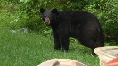Steve Keeley - Bear Watch: Black bear roams through Deptford, New Jersey Tuesday morning - fox29.com - state New Jersey - state Delaware