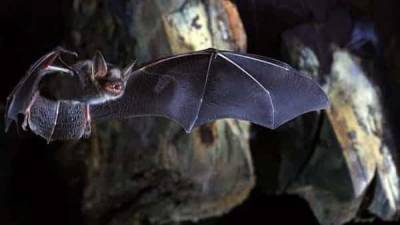 A new study on bat may provide clues to protect against coronaviruses - livemint.com - New York - Usa