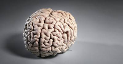 Brain ‘atlas’ maps mouse synapses over time - medicalnewstoday.com